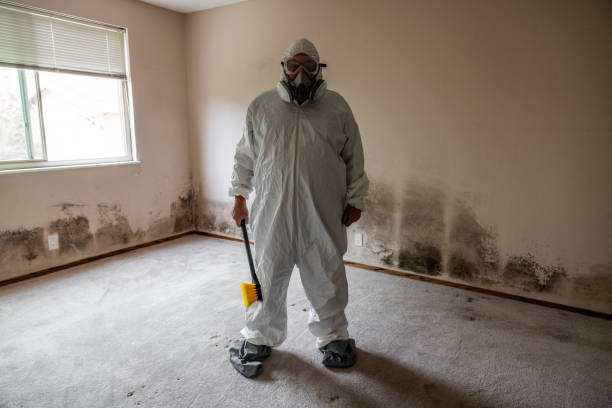 Best Black Mold Removal  in Harsville, RI